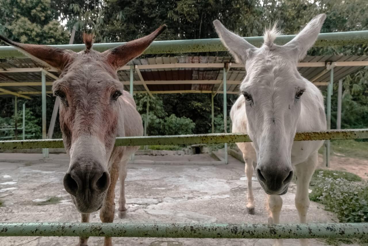 Retired Animals Form Unlikely Band, Drive Out Robbers, and Find New Home in Bremen