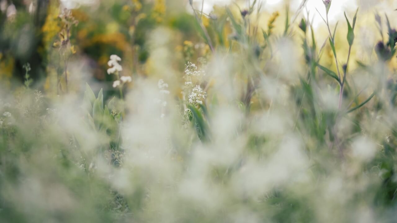 Flower Meadow