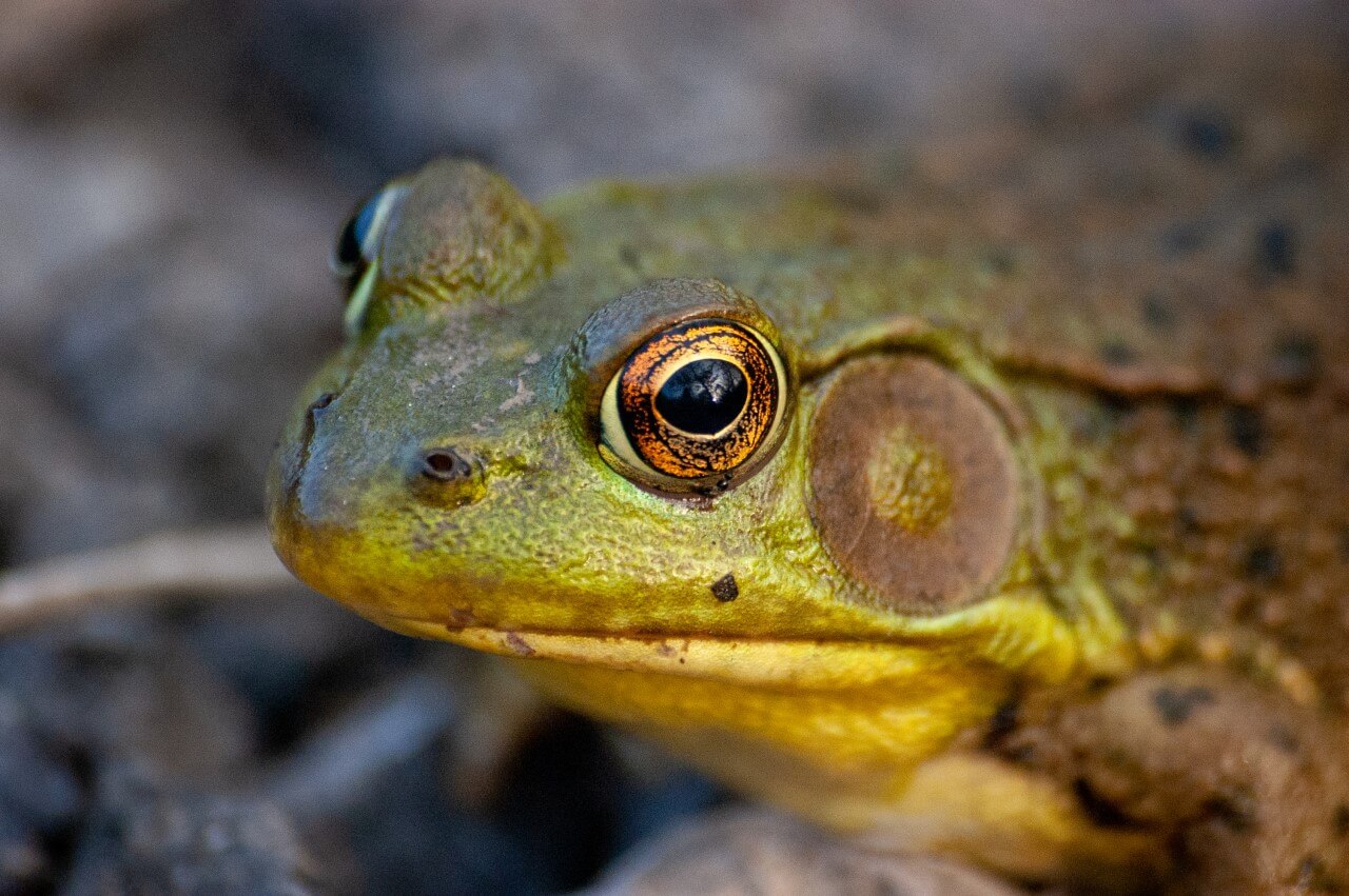 Royal Shocker: Princess Breaks Curse, Transforms Frog into Prince with a Kiss