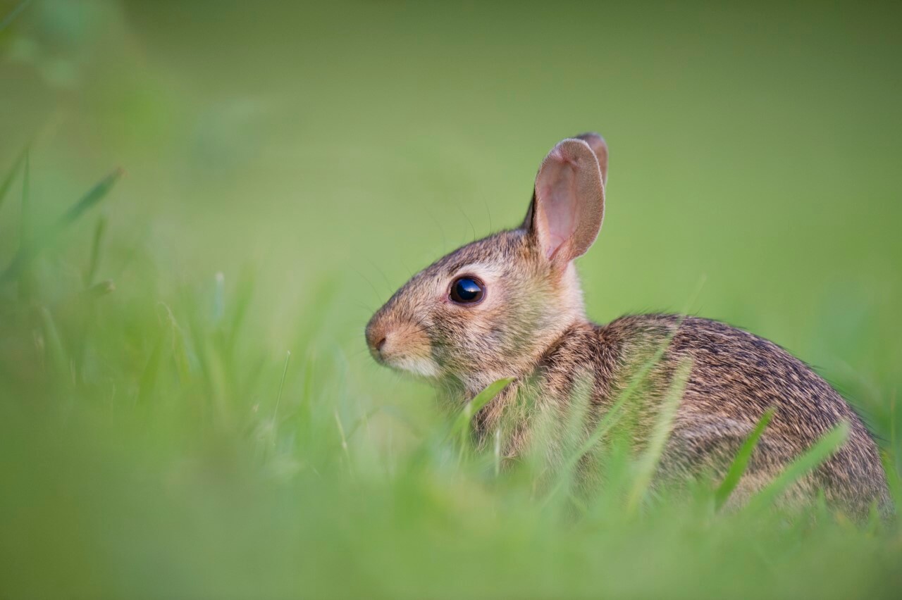 Hare