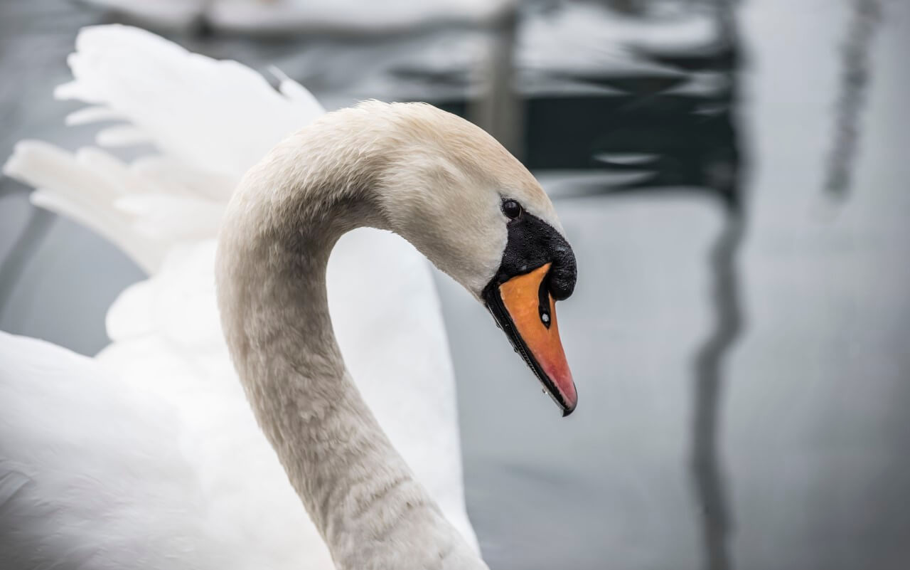 Ugly Duckling Transforms into Elegant Swan: A Tale of Remarkable Transformation