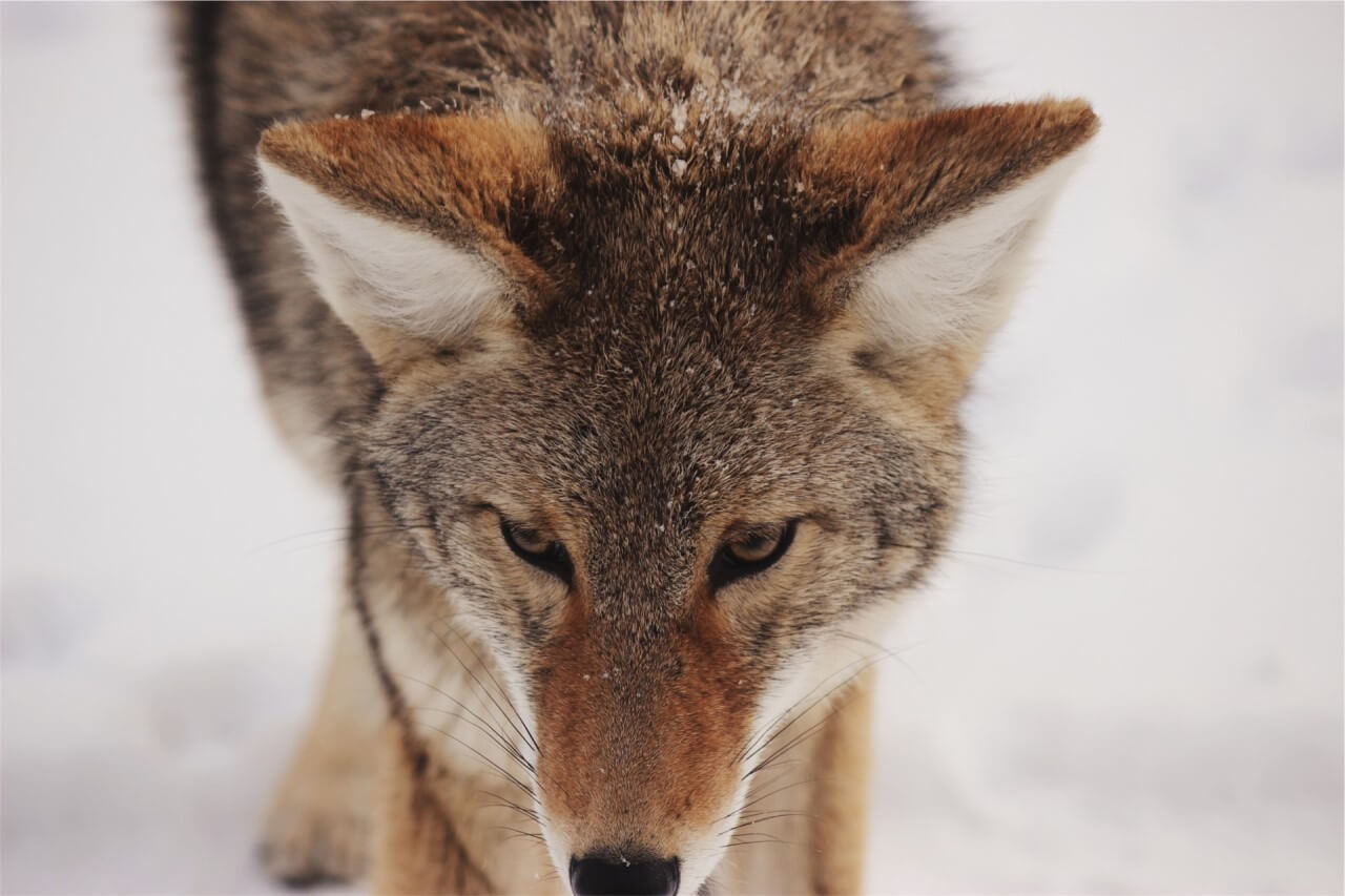 Boy’s False Alarm Causes Real Concern—Village on Edge After Wolf Hoax